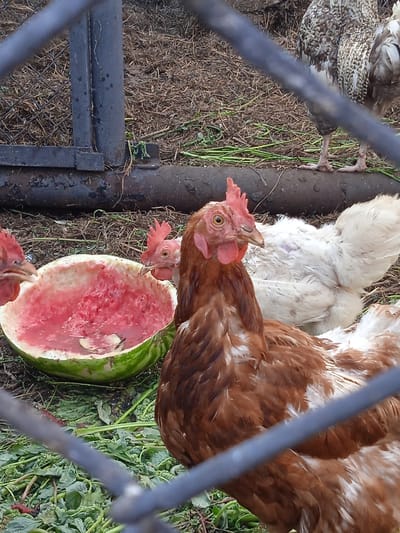 In Тайсуганово, Russia, several chickens are gathered around a hollowed-out watermelon rind filled with remaining watermelon flesh. The scene appears to be an outdoor enclosure, with dry grass and dirt covering the ground. In the background, a metal pipe and fencing are visible, suggesting a farm or rural setting. One chicken, primarily brown and white, is in the foreground, looking towards the camera. Another chicken, white, is positioned behind the watermelon. The overall impression is one of a simple, rustic environment where farm animals are being fed.