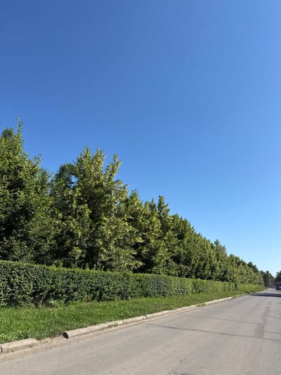 The image depicts a street scene in the city of Lyman, Ukraine, under a clear blue sky. A paved road runs diagonally across the lower right portion of the frame, with a concrete curb and a strip of grass bordering it on the left. Beyond the grass, a dense, well-maintained green hedge runs parallel to the road. Behind the hedge, a line of mature trees with lush green foliage, interspersed with patches of lighter, possibly variegated leaves, forms a natural barrier. The trees appear healthy and are densely packed, creating a shaded canopy. In the distance, along the road, a few vehicles are visible, suggesting a typical daytime scene. The overall impression is one of a well-kept urban or suburban environment with abundant greenery.