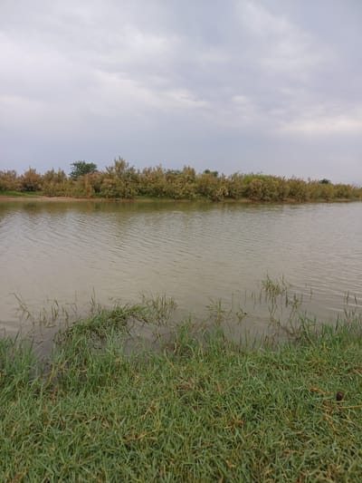 The image depicts a calm body of water, likely a pond or lake, bordered by dense vegetation on the left and lush green grass on the right. The water has a slightly murky appearance, with subtle ripples indicating minimal wind. The vegetation on the left consists of a thick line of trees and shrubs, with varying shades of green and brown, suggesting a natural, untamed landscape. A single tree stands out amidst the foliage on the left bank, its leaves a vibrant green. The right bank is covered in short, dense green grass, with some blades reaching into the water. The sky is overcast, with a muted, grayish-white hue, indicating a cloudy day, possibly in the late afternoon or early morning. The overall scene evokes a sense of tranquility and natural beauty, typical of a rural or dacha setting in Uzbekistan. There are no people, objects, or visible text in the image.