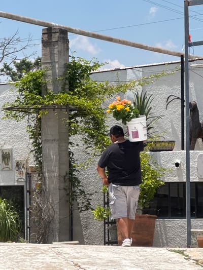 A medium outdoor shot depicts a man with a bucket on his head containing flowers, positioned in front of a weathered white building in San Miguel de Allende, Mexico. The man, wearing a black short-sleeved shirt, gray shorts, a black baseball cap, and white sneakers, appears to be bending slightly forward, possibly maintaining balance with the bucket. He is positioned on a concrete surface near a wrought iron gate entwined with green foliage. Behind the gate, the white building with a textured surface is partially visible. Details like a window with black frames and an adjacent wooden structure can be observed. A utility pole, with wires running across the sky, is visible on the left, indicating an urban or semi-urban setting. The foreground features a portion of a concrete wall. The sky is light blue, suggesting a clear day.