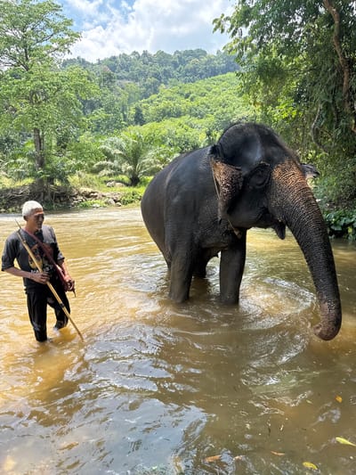 An elephant and a man stand in a river in Song Phraek, Thailand. The elephant is submerged up to its midsection in the murky water. Its trunk is raised. A man wearing a black shirt and pants stands in the river near the elephant. He is holding a long stick. A forested hill is in the background. The sky is partly cloudy.