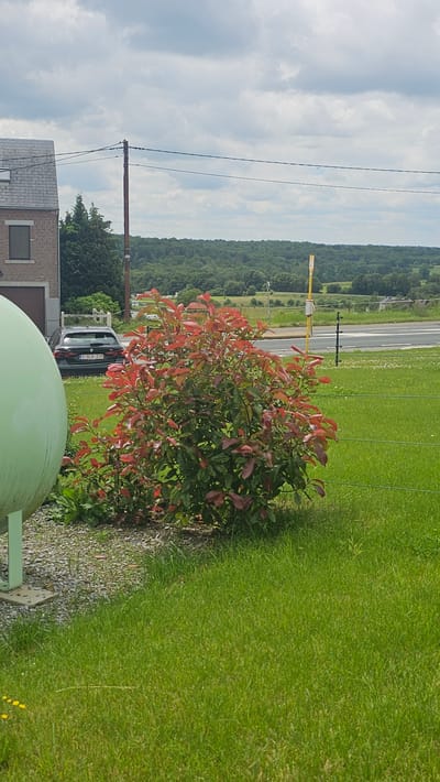 A black BMW sedan, license plate 2 GLG 228, is parked on the side of a road. To the left of the car is a bright green, rounded object, possibly a storage tank. A bush with reddish-green leaves is in the foreground, situated between the green object and the car. In the background, a tree-covered hillside stretches across the horizon under a cloudy sky. A utility pole and power lines are visible to the left of the bush. The scene appears to be in a rural area.