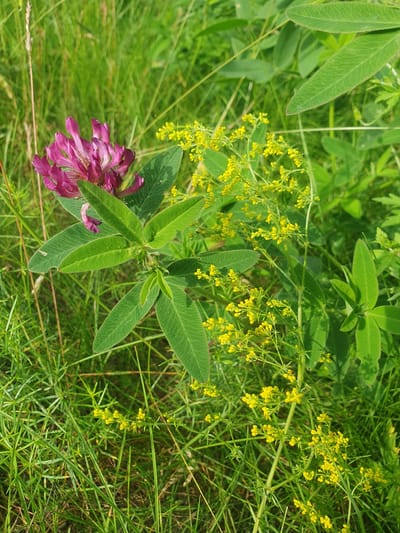 A close-up, eye-level shot captures a patch of wild vegetation in a grassy area, likely in Mukhametovo, Russia. The foreground is dominated by lush green grass, with some thinner blades and a few dried stalks interspersed. To the left of center, a vibrant pink clover flower stands out, its delicate petals clustered together. Below the flower, a stem with large, ovate, green leaves, each with a prominent central vein and serrated edges, is visible. To the right of the clover, a cluster of small, yellow flowers on thin stems creates a delicate, frothy appearance. The background consists of more green foliage, creating a soft, out-of-focus backdrop that emphasizes the foreground subjects. The lighting suggests a bright, possibly sunny day, casting soft shadows and highlighting the textures of the plants. No people or man-made objects are present in the scene.