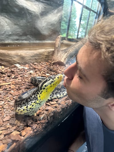 An indoor scene depicts a male individual interacting with a snake through a glass barrier at a zoological facility in Cidade da Maia, Portugal. The man, visible from the mid-chest up on the right, possesses light brown, wavy hair and stubble, wearing a dark blue or grey t-shirt. He presses his lips against the clear glass barrier, performing a "kissing" gesture with closed eyes, directed towards the snake. On the left, a large snake, consistent with a Banded Krait (*Bungarus fasciatus*) or similar species, displays bright yellow coloration on its head and distinct black (or dark grey) and yellow banded patterns along its body. The snake is coiled on a substrate of dark brown wood chips, with its head elevated and positioned directly opposite the man's lips, separated by the glass. The enclosure background includes a shallow water feature, a section of a light brown tree trunk, and a textured grey rock-like wall. Distant green foliage and window frames are visible beyond the enclosure, indicating an external view from the indoor setting.
