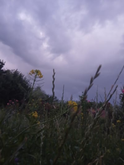 The image depicts a close-up view of wild vegetation against a dramatic, overcast sky. The foreground is dominated by tall grasses and wild flowers, primarily yellow blooms, with some hints of pink and red further in the background. The plants are angled upwards, suggesting a low camera perspective. The sky is filled with heavy, dark clouds, indicating a stormy or approaching storm weather condition. The lighting is dim and diffused, consistent with an overcast day or dusk. The overall scene conveys a sense of natural wilderness and perhaps a hint of melancholy due to the weather. There is no visible text or human presence in the image. The location context of Auk, Kyrgyzstan, suggests a rural or mountainous natural environment.