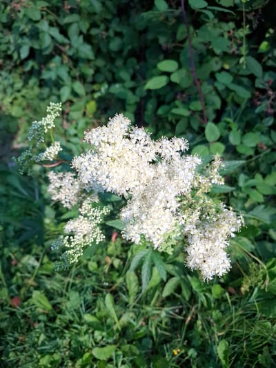 A close-up, slightly overhead shot captures a cluster of delicate white flowers in bloom. The flowers are small and star-shaped with prominent stamens, arranged in airy plumes. They are set against a backdrop of lush green foliage, with hints of darker leaves and thin, reddish stems. The lower portion of the image shows a bed of green grass, some of which is cut short. Sunlight dapples the scene, creating highlights and shadows. The image does not depict any people or specific landmarks that would indicate a location within Eschenbach, Switzerland.
