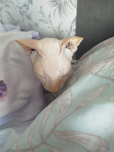 A sphynx cat is nestled between two pillows. The cat is facing left and its head is turned towards the viewer. The cat has wrinkled skin and large ears. The pillows are light purple and light blue, with a floral pattern on the blue pillow. The background is out of focus, but appears to be a wall or furniture. The image is taken indoors, in what appears to be a bedroom. The location is Zavodoukovsk, Russia.