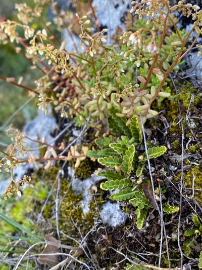 The image shows a close-up view of a cluster of small, delicate plants growing on a rocky, mossy surface. The plants have thin, reddish stems with clusters of tiny, pale green and white buds or flowers. Some leaves are visible, appearing succulent and elongated. In the foreground and to the right, there is a distinct plant with small, segmented, fern-like leaves that are bright green with yellowish-green edges. The ground cover consists of dark soil, various types of moss in shades of green and yellow, and some dry, thin twigs. The background is blurred, showing hints of grey rock and green vegetation. The scene is set in an outdoor natural environment, likely a rocky outcrop or a similar habitat. The location of Градска општина Нишка Бања, Serbia, is not discernible from the visual information presented in the image. There are no people, animals, or identifiable human-made objects in the frame.