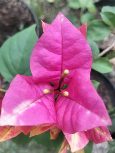This is a close-up, eye-level shot of a vibrant pink bougainvillea flower. The flower dominates the frame, with its brightly colored bracts, which are modified leaves, arranged in a triangular pattern. Some of the bracts show lighter pink or white variegation, creating an almost tie-dye effect. The actual flowers, small and yellowish-white, are visible nestled in the center where the bracts meet. The texture of the bracts is clearly visible, with delicate vein patterns.

Behind the flower, green leaves of the same plant are softly blurred, providing a natural backdrop. Parts of dark pots and a hint of soil are visible at the edges, suggesting the plant is in a container, possibly in a garden or nursery setting. The lighting appears to be natural daylight, highlighting the rich colors of the flower. There are no people or text visible in the image. The overall impression is one of natural beauty and the delicate complexity of a flowering plant. The setting is likely outdoors given the natural light and the presence of plants in pots.