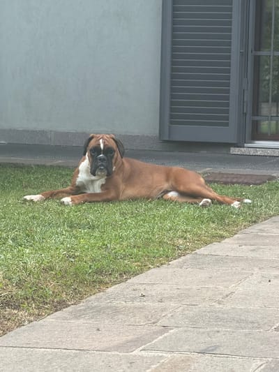 A brown Boxer dog with white markings on its chest and paws lies on a patch of grass. The grass is bordered by a grey paved area on one side and a grey building with a shuttered window on the other. The dog faces the camera with its mouth slightly open. The location is Lissone, Italy, based on prior image context.