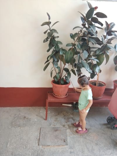 A young child, with dark hair styled in two pigtails, stands on a concrete floor next to a maroon-colored bench. The child is wearing a light green t-shirt and white shorts, and purple sandals with bow details. The child is holding a thin stick and appears to be interacting with a large potted plant.
Behind the child, on the bench, are two large potted plants with dark green, glossy leaves. The plants are in brown plastic pots. The bench is situated against a wall that is painted in two distinct colors: a lighter cream color on the top half and a darker maroon color on the bottom half. The floor is a textured concrete surface. To the right of the child, part of a pink stroller or similar wheeled object is visible. The scene appears to be outdoors, possibly in a courtyard or patio area. The overall lighting suggests daytime. The setting is likely a residential or public space within the city of Jizzakh, Uzbekistan.