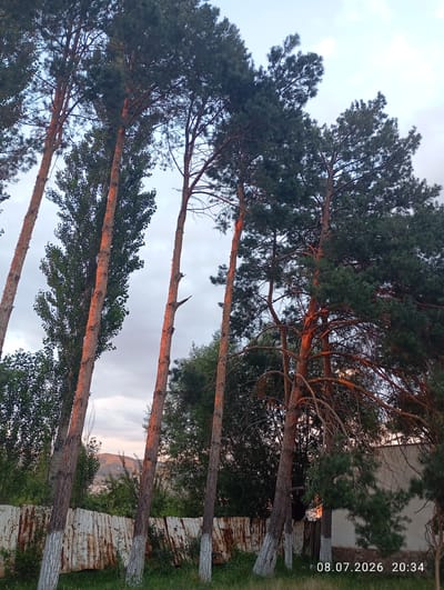 The image depicts a row of tall pine trees with visible reddish-orange sunlight illuminating their trunks and branches. The trees are positioned in the foreground, with their canopies extending towards a cloudy sky. In the background, a dilapidated corrugated metal fence runs horizontally, painted with white sections at the base of the trees, suggesting a rustic or possibly abandoned area. Beyond the fence and trees, a green hillside with some structures is visible under a pale sky. The scene is set in Көк-Кашат, Kyrgyzstan, as indicated by the timestamp in the lower right corner, which reads "08.07.2026 20:34". There are no people or animals visible in the image. The overall impression is one of natural beauty enhanced by the warm glow of the setting sun, contrasted with the decaying man-made structures.