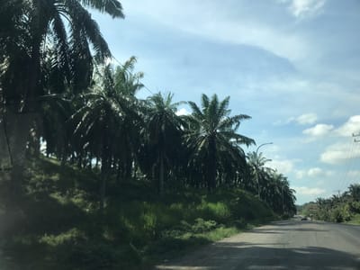 The photograph captures a scene on a road in Seumadam, Indonesia. A line of palm trees flanks the left side of the road, creating a shaded area. The road itself is asphalt, showing signs of wear with cracks and patches. In the distance, several vehicles can be seen driving on the road. Utility poles with lines run along the right side of the road. The sky is blue with scattered clouds. The vegetation is lush and green. The photo seems to be taken from inside a vehicle.