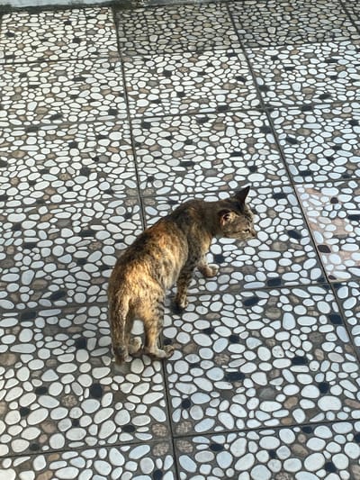 A tabby cat with brown and black stripes stands on a tiled floor patterned with white, grey, and black pebbles. The cat is positioned in the center of the frame, facing to the right with its head turned downwards. The tiled floor consists of square tiles, each covered with a dense mosaic of irregularly shaped, smooth pebbles. The lighting suggests it is daytime, with sunlight casting shadows across the scene. The background shows more of the same tiled surface extending upwards. The image was taken in Walennae, Indonesia.