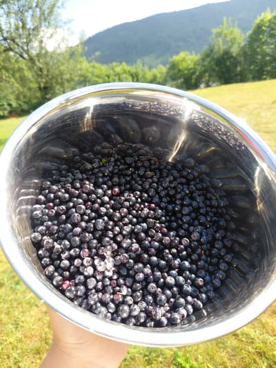 An outdoor, eye-level shot shows a hand holding a stainless steel bowl filled with blueberries. The bowl is positioned in the foreground, with the blueberries packed tightly together. The background is blurred, but appears to be a grassy field with trees and a hill in the distance, under a bright sky. The sunlight reflects off the bowl, creating highlights. The scene is likely in Chernyk, Ukraine, given the context.