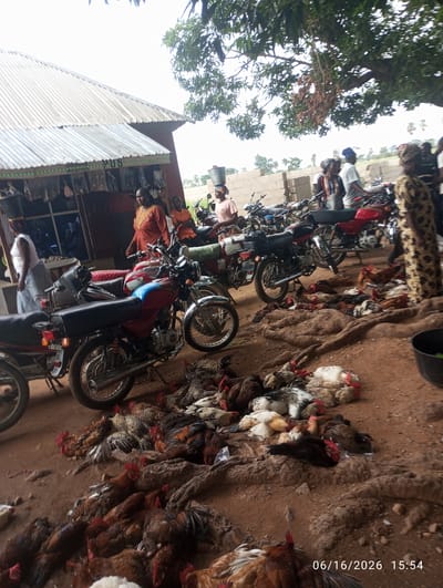 The image depicts a market scene in Dokan Tofa, Nigeria. In the foreground, a large number of dead chickens are piled on the ground, some appearing to be prepared for sale. Several motorcycles are parked behind the chickens. In the middle ground, a woman in an orange and gold patterned dress stands near a stall. Other people and more motorcycles are visible in the background, with a corrugated metal-roofed building also present. The ground is dirt, and trees with green leaves are visible in the upper portion of the image. A date stamp, "06/16/2026 15:54", is present in the lower right corner.