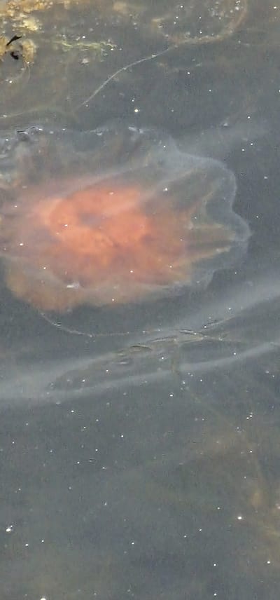 An orange jellyfish is suspended in dark, murky water. Small white specks, possibly plankton or air bubbles, are scattered throughout the scene. The jellyfish has a rounded, translucent bell with a more intensely colored central mass. Wispy, translucent tendrils extend from the bell into the surrounding water. The overall impression is one of natural buoyancy and underwater movement, with no visible human presence or man-made structures in the immediate vicinity. The image appears to be an underwater or close-up shot, capturing the organism in its aquatic environment.