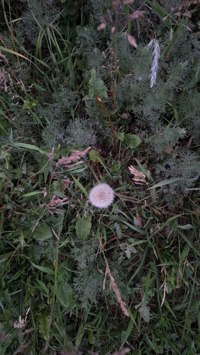 The scene is located in the city of Rassvet, Russia. The image displays a top-down view of a dense, uncultivated patch of ground vegetation. A single, white, spherical dandelion seed head, approximately 5-7 cm in diameter, is centrally positioned slightly below the vertical mid-point. It is surrounded by a variety of plants, predominantly various shades of green grasses and grayish-green plants with finely dissected, feathery foliage, consistent with *Artemisia* species, which are particularly dense in the upper half of the frame. Several broader, dark green leaves are visible in the upper-left and mid-left sections. Scattered throughout the vegetation are thin, reddish-brown stems topped with dried, light brown or reddish-brown feathery seed heads. A distinct elongated, whitish-silver feathery plant structure is visible in the upper-right quadrant. Patches of brown, desiccated plant material are present amongst the green growth. No people, animals, or artificial objects are visible.