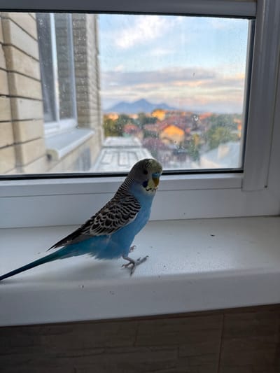 A blue budgerigar is perched on a white windowsill, facing left, with its tail extended towards the left edge of the frame. The budgerigar is mostly blue with black and white markings on its head and wings. Its beak is yellow. The windowsill is plain white and shows some dust. Through a slightly dirty window, a cityscape is visible, with buildings featuring orange and yellow rooftops. In the background, hazy mountains rise against a cloudy sky that is tinged with the colors of sunset. To the left of the window, the textured beige brickwork of a building is visible. The scene appears to be set in the city of Urozhainyi, Russia.