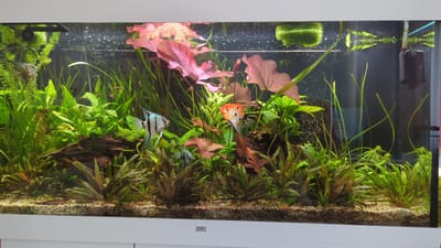 This is a photograph of an aquarium located in Süpplingen, Germany. The aquarium contains several fish, including three angelfish and a school of smaller, reddish fish. The angelfish are of varying colors, with one being predominantly orange and white, another black and white with blue accents, and a third smaller angelfish appearing grey. The aquarium is densely planted with various types of aquatic plants, some of which have large, reddish-pink leaves, while others are slender and green. There is also driftwood and moss visible within the tank. The substrate appears to be gravel. The aquarium is housed in a white cabinet with the "JUWEL" logo visible on the front. The lighting appears to be overhead, illuminating the aquatic environment. The overall impression is that of a well-maintained and thriving aquatic ecosystem.
