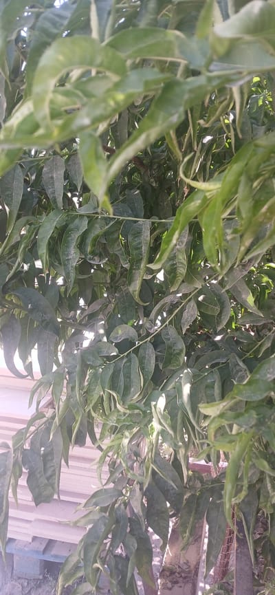 This is a close-up, vertical, medium shot of a tree with green, elongated leaves, possibly a peach tree, in an outdoor setting. The leaves are dense and overlap each other, creating a textured pattern. Sunlight filters through the foliage, casting dappled shadows and highlighting the veins on some of the leaves. The background is blurred, but suggests a structure with horizontal elements, possibly made of pale material, and some indications of a wooden pallet or fence. There are no people or animals visible in the image. The scene appears to be a natural environment with some man-made elements present. The location is specified as Daliguzar, Uzbekistan.
