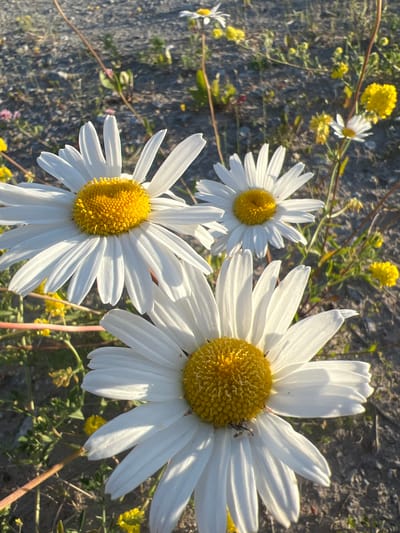 This media file features a close-up view of several white daisies with bright yellow centers. The flowers are arranged in the foreground, with one large daisy dominating the right side of the frame. Tiny yellow wildflowers and green foliage are visible in the background, along with a gravelly, dirt-like surface. The lighting suggests it is daytime, likely late afternoon or early morning, given the long shadows cast on the petals and the warm, golden light. There are no people or animals visible. The overall impression is one of natural beauty and tranquility, highlighting the delicate details of the daisies. The location context provided is Nasva alevik, Estonia. No visible text is present in the image.