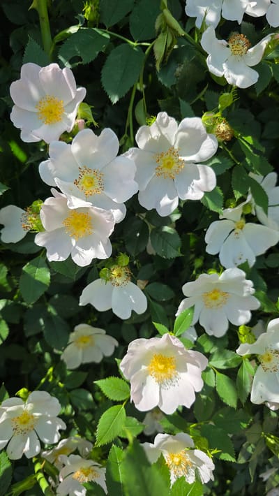 The image presents a close-up, vibrant view of numerous white flowers with bright yellow centers, likely wild roses, blooming on a bush. The delicate flowers, each typically featuring five white petals, are interspersed among a dense array of green leaves, some of which exhibit serrated edges. Several flower buds are also visible, hinting at ongoing bloom. The scene is illuminated by bright, natural sunlight, casting distinct shadows on the leaves and within the petals, suggesting a clear day. The background is softly blurred, ensuring the foreground flowers and foliage remain the focal point of the composition. The dominant colors are pure white, vivid yellow, and various shades of green. No human activity or visible text is present in the image. The context provided indicates the location is Valchi Dol, Bulgaria.