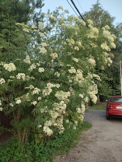 A large shrub with many white flowers is in full bloom, situated next to a gravel driveway. To the left of the shrub is a wooden fence and some evergreen trees. To the right, a red Kia sedan is parked on the driveway. The scene suggests an outdoor setting, possibly a rural or suburban area, given the presence of the car and the natural vegetation. The sky is visible in the background, appearing clear and possibly indicating daytime. The overall mood is peaceful and natural, with the blooming flowers adding a touch of vibrancy to the scene. The license plate on the car is partially visible and appears to read "P725...".