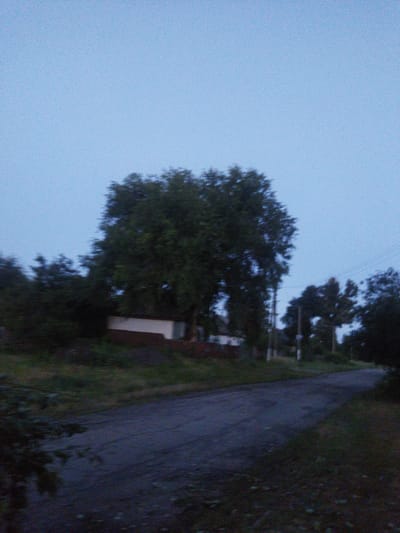 The image depicts a dusky rural scene, likely in the city of Sosnivka, Ukraine. A paved road curves through the foreground, flanked by overgrown grass and vegetation. In the mid-ground, a cluster of trees dominates the frame, with a small, light-colored building visible behind them, partially obscured by foliage. The sky is a pale, uniform blue, suggesting either early morning or late evening twilight. The overall impression is one of quietude and natural overgrowth, typical of a non-urban environment. The image is slightly blurry, giving a sense of motion or low light conditions. No people or animals are present in the frame.