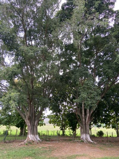 The image displays a serene, rural landscape dominated by several large, mature trees with expansive green canopies. The perspective ranges from looking up into the dense foliage to capturing the impressive bases of the trees.
The primary subjects are the large trees, characterized by their robust trunks, wide-spreading roots, and abundant green leaves. The canopies are thick, with intertwining branches creating a natural ceiling against an overcast, bright sky. The leaves exhibit various shades of green, suggesting health and vitality. Some parts of the tree trunks appear lighter, possibly due to a lighter bark color or sun exposure.
No specific activity or event is taking place; the scene depicts a static, natural environment.
Notable details include the time of day, which appears to be daytime under an overcast sky, resulting in soft, diffused lighting. The setting is rural, indicated by the presence of a dirt path or road on the right, and green fields enclosed by a simple wire fence with wooden posts to the left and in the background. Small, distant vegetation is visible beyond the fence line. The overall mood is one of tranquility and natural beauty. There is no visible text in the image. The location context provided is El Bajío, Venezuela.