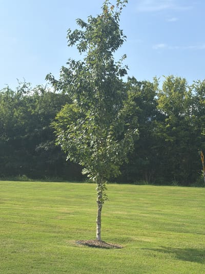A young tree stands in the middle of a manicured green lawn. The tree has a slender, light-colored trunk and is covered in dense green leaves. Behind the tree, a line of dark green trees forms a natural boundary. The sky above is a clear, light blue. A portion of a yellow sign with black lettering is visible on the far right edge of the image. The scene appears to be a park or a well-kept residential area within the city of Chattanooga, United States of America.
