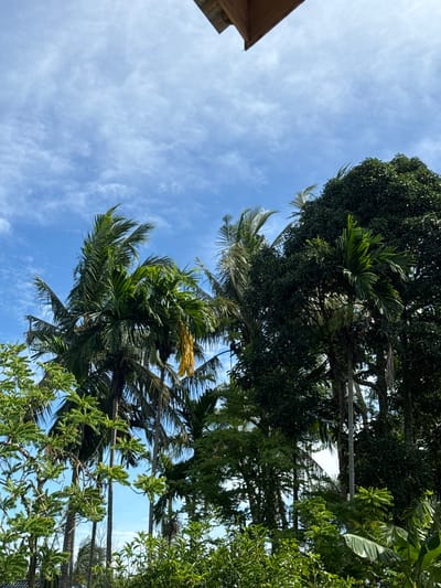 This image depicts a cluster of tropical trees, primarily palm trees and dense foliage, set against a bright blue sky dotted with wispy white clouds. A portion of a wooden structure, possibly a roof overhang, is visible in the upper right corner. The scene appears to be a lush, natural environment, suggestive of a location in Babahjurong, Indonesia, known for its tropical climate and vegetation. There are no people or animals present in the frame, and no discernible actions or interactions are taking place. The image focuses solely on the natural elements and the partial man-made structure.