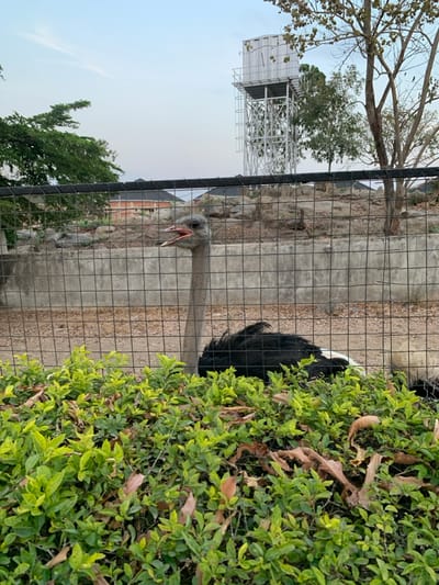 An ostrich stands behind a wire fence, with its head and neck visible. Its beak is open. Behind the fence, a white water tower and trees can be seen. Green foliage partially obscures the ostrich, appearing in the foreground on the right side of the frame. The background includes a concrete wall and a hint of buildings.