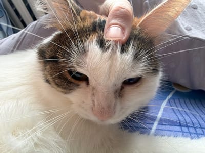 A close-up, eye-level shot shows a calico cat lying down on a blue and white striped surface, possibly a bed. A human hand is gently touching the top of the cat's head between its ears. The cat's fur is predominantly white with patches of brown, black, and orange on its head and back. Its eyes are dark and appear to be looking slightly downward. The background consists of a blurred purple surface, possibly a blanket or pillow, and a striped grey object. The lighting suggests an indoor environment. This image was taken in Колычёво, Russia.