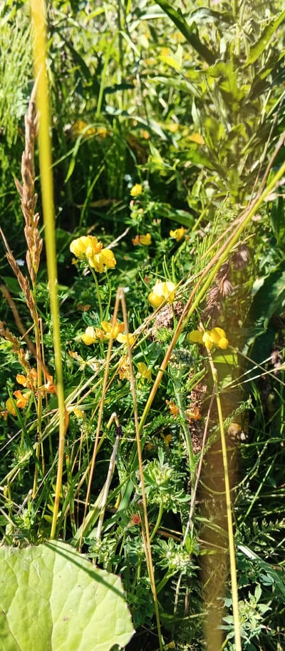 This is a close-up, vertical shot of a meadow filled with wild, yellow flowers and various green grasses. The scene appears to be in Podgornoe, Russia. Prominently featured are several clusters of bright yellow flowers, some in focus and others slightly blurred due to the shallow depth of field. Tall, dried grasses with seed heads are visible in the foreground and midground, along with thinner green grass stalks. Some darker, thin stems and a rough, brown vertical element that might be a twig or plant stem are also present. The background is a dense mix of green foliage, suggesting a natural, overgrown area. The lighting indicates it is daytime, with sunlight creating bright highlights and some shadows. There are no people or animals visible in the image.