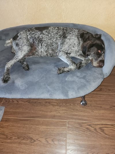 A German Shorthaired Pointer dog is resting on a gray dog bed. The dog has a speckled coat of gray and brown, with black markings on its ears and face. Its eyes are open and appear red in the artificial light. The dog bed is placed on a wooden floor. The background is a textured beige wall. There is a chrome leg supporting the dog bed. The overall scene is of a dog at rest in an indoor environment. The location in Yuryev-Polsky, Russia is not discernible from the image.