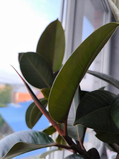 An indoor photograph shows the leaves and stem of a ficus tree, positioned in front of a window. Through the window, a blurred view of rooftops and a blue sky is visible, suggesting an urban or suburban setting. The ficus leaves are a deep green, with some showing reddish-brown stems. The scene is illuminated by natural light coming from the window. There are no people or animals present in the image, and no discernible actions are taking place. The background is out of focus, with the primary subject being the plant itself. The image is taken from a close-up perspective, emphasizing the texture and form of the ficus leaves.