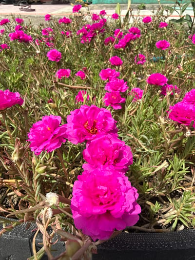 The image captures a dense cluster of vibrant pink flowers with ruffled petals, likely planted in an outdoor setting, potentially in Uleereuleung, Indonesia. The flowers are the focal point, filling the foreground and extending into the background, interspersed with slender, needle-like green foliage. The background appears slightly blurred due to the depth of field. A dark, textured container edge is visible on the right, suggesting the flowers are planted in a pot or planter. The lighting is bright and sunny, emphasizing the colors and textures of the flowers and foliage.