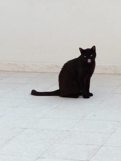 A black cat sits on a tiled patio, its tail extended straight behind it, resting on the floor. The cat is facing forward and slightly to its right, with its tongue sticking out, giving it a playful or perhaps inquisitive expression. The cat's fur is dark and appears short. Behind the cat, a white wall serves as the backdrop, with a decorative tiled border running along the bottom of the wall. The patio is made of light-colored square tiles. The lighting suggests it is daytime, possibly outdoors on a bright day, though no specific weather conditions are visible. The setting appears to be a residential outdoor space, possibly a courtyard or balcony, common in the Ariana region of Tunisia. No text is visible in the image.