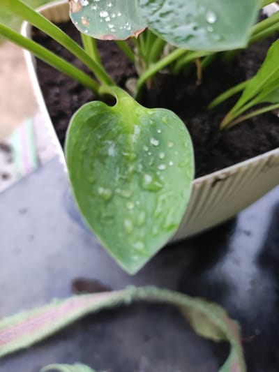 A close-up, high-angle shot features a single, vibrant green leaf with multiple water droplets on its surface. The leaf is heart-shaped with a slight curve, and it emerges from a plant in a white plastic pot filled with dark soil. The pot has a ridged texture on its visible side. In the background, out of focus, are more green leaves and stems of the same plant, as well as a blurred, colorful striped ribbon or fabric. The overall setting appears to be outdoors, possibly in a garden or on a patio, on a day where it has rained or the plant has been watered. The specific location in Alabino, Russia, cannot be determined from the visual information provided in the image.