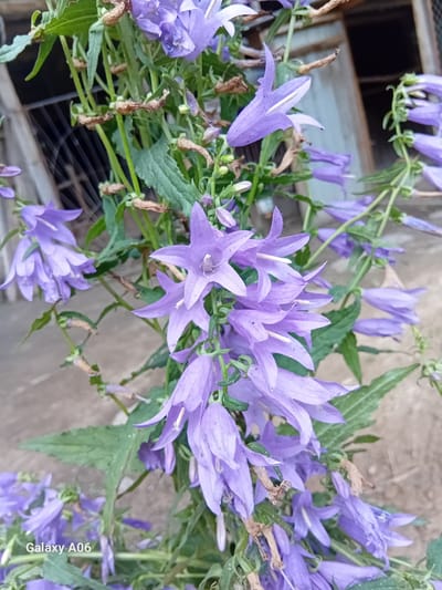 This is a close-up, vertical shot of a cluster of bell-shaped purple flowers with green leaves. The flowers have prominent white stamens and a delicate, star-like shape at the opening. Some of the flowers are fully open, while others are still in bud form. The background is blurred, but appears to be an outdoor setting with hints of a metallic grate and a concrete or stone surface. The lighting suggests it could be daytime, with soft, natural light illuminating the flowers. There are no people or animals visible. The overall mood is serene and natural. The image also contains the text "Galaxy A06" in the lower right corner, indicating the device used for capture.