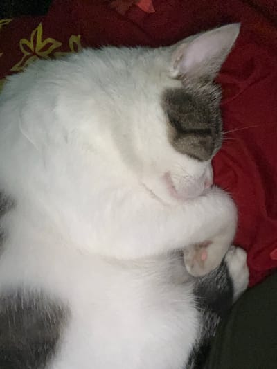 A close-up, overhead view captures a white and grey cat asleep on a red fabric with a subtle yellow floral pattern. The cat is curled on its side, with its face tucked into its front paws. The cat's fur is predominantly white, with patches of grey tabby markings on its head and body. The red fabric appears soft and possibly part of bedding or a blanket. The scene is entirely focused on the sleeping animal, with no other subjects or objects clearly visible. There is no indication of a specific location within Masangan Kulon, Indonesia.