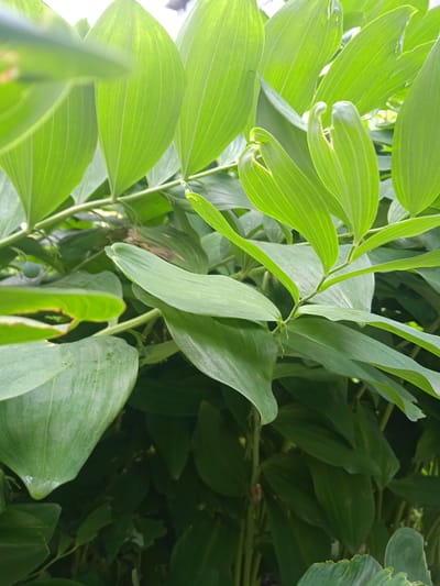 The image captures a close-up view of lush green foliage, likely taken outdoors in a natural setting. The leaves are broad and elongated with prominent parallel veins, and some are gently curled at the tips. The lighting suggests an overcast day or a shaded area, as the light is diffused, creating soft highlights on the leaves. There are no people or specific man-made objects visible. The environment appears to be a garden or a wooded area, characterized by dense vegetation. The origin of the image is listed as Тайсуганово, Russia, implying the photograph was taken in that geographical location.