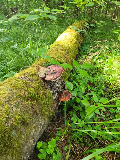 This media file depicts a fallen log covered in vibrant green moss and fungi, nestled within a lush forest setting. The log is the central object, running diagonally across the frame and illuminated by sunlight filtering through the canopy. Several bracket fungi, one with a prominent reddish-brown cap, grow from the mossy surface. Surrounding the log is a dense undergrowth of various green plants, including clover with its distinctive three-leaflets, tall grasses, and broader-leafed plants. The overall impression is one of a secluded, natural environment, likely a forest floor. The scene suggests a peaceful and undisturbed moment in nature. The time of day appears to be daytime, given the dappled sunlight. There are no people visible, and no text is present in the image. The location context of Гудок Снт, Russia, reinforces the image's depiction of a natural, possibly rural or forested area.
