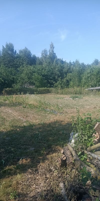 This is a landscape photograph taken on a sunny day, likely in the morning or early afternoon, given the bright light and clear blue sky. The scene depicts a clearing in a wooded area, possibly a rural or semi-rural setting in Belarus.
The foreground is dominated by dry, matted grass and a pile of cut logs and branches, suggesting recent activity such as clearing or firewood preparation. Some green vegetation, including a patch of nettles, grows among the debris.
The middle ground features a sparse lawn or meadow with patches of dry earth and scattered green weeds, including some small white wildflowers. A low line of dense green bushes or hedges runs horizontally across this area, and a few thin wooden posts are visible, perhaps remnants of a fence or boundary markers.
In the background, a dense line of trees forms a backdrop, with a variety of deciduous trees, some with lighter bark, possibly birches, interspersed with darker foliage. The trees appear lush and full, indicating a temperate climate during the warmer months. A section of a wooden table or bench is visible on the far right, partially obscured by foliage.
There is no visible text in the image. The overall mood is one of natural tranquility, with a hint of human intervention in the form of the cut wood. The clear sky and bright sunlight suggest pleasant weather conditions.