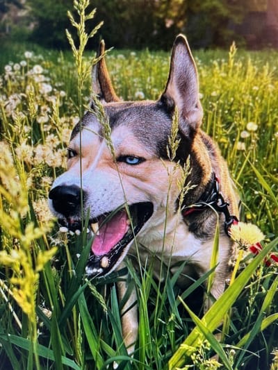 A close-up, eye-level shot shows a husky dog with bright blue eyes and an open mouth, panting amidst tall green grass and dandelions. The dog's fur is a mix of brown, black, and white. It is wearing a black collar with red accents. The background is blurred, suggesting a natural outdoor setting like a field or park. The lighting is bright and appears to be natural sunlight, casting shadows and highlighting the dog's features. The image is captured in the city of Yenakiieve, Ukraine.
