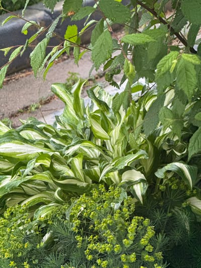 The image shows a close-up view of a variety of green plants, likely in a garden or natural setting. In the foreground, there are clusters of small, bright green, bud-like flowers with delicate, thin stems. Behind these, a large hosta plant with variegated green and white leaves is prominent, with individual leaves showcasing streaks and irregular patches of white against a darker green background. Some of the hosta leaves appear slightly curled or ruffled. Interspersed and behind the hosta are other leafy green plants. The leaves of some plants, particularly the hosta and some branches in the upper part of the image, show small water droplets, suggesting recent rain or watering. In the background, out of focus, a paved surface, possibly a walkway or patio, is visible, along with some loose soil and debris. The lighting suggests an overcast day or shade. There are no people or animals present in the image. The location in the city of Ptichnik, Russia, is not discernible from the visual information provided.
