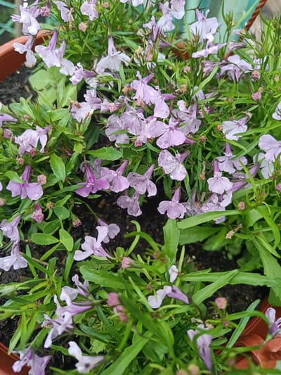 The image shows a close-up of a pot filled with numerous small, pale purple flowers and green foliage. The flowers have a delicate, bell-like shape with darker purple markings on some of the petals. Many of the flowers are clustered together, creating a dense floral display. The green leaves are narrow and elongated, with some appearing slightly wilted. The soil is visible in patches between the plants. The overall impression is one of a garden or planted container. There are no people visible in the image, and the activity depicted is simply the presence of the flowers and plants. The lighting suggests it is daytime, and the presence of water droplets on some petals indicates it may have recently rained or the plants have been watered. The image is likely taken in a residential or garden setting. No text is visible.