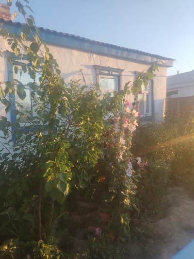 The image depicts a scene in front of a white, single-story building with a blue trim along the roofline and window frames. The building has two visible windows with white blinds. In front of the building, there is a garden with a variety of plants, including a small tree with green leaves, and several flowering plants with pink and white blossoms. The sun is setting, casting a warm glow and creating sunbeams that are visible in the right side of the image. The ground is a mix of dirt and greenery. The overall setting appears to be residential. The location is identified as the city of Aral, Kazakhstan.