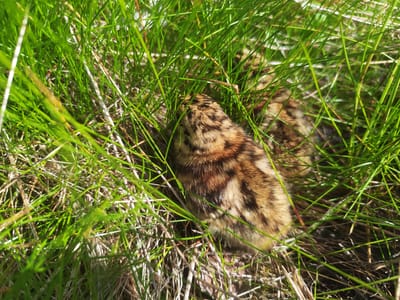 The image is a close-up shot of a quail chick nestled in green grass. The chick has brown and tan speckled feathers. Its back is visible, and it appears to be facing away from the camera. The grass is tall and vibrant green, with some dry brown blades mixed in, indicating an outdoor environment. The lighting suggests it is daytime, possibly under sunlight. There is no discernible indication of human presence or urban elements within the frame. The location provided, Indals-Lidens kommundel, Sweden, is a rural or natural area, consistent with the scene depicted.